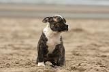 BOULEDOGUE AMERICAIN 251